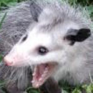 Meet your Posher, Claudia